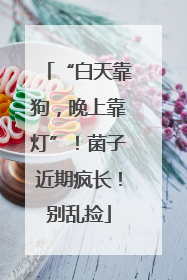 “白天靠狗，晚上靠灯”！菌子近期疯长！别乱捡