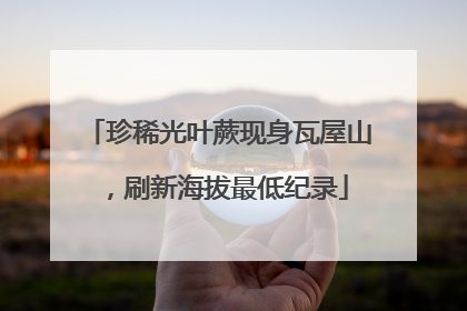 珍稀光叶蕨现身瓦屋山，刷新海拔最低纪录