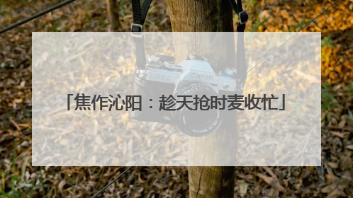 焦作沁阳：趁天抢时麦收忙