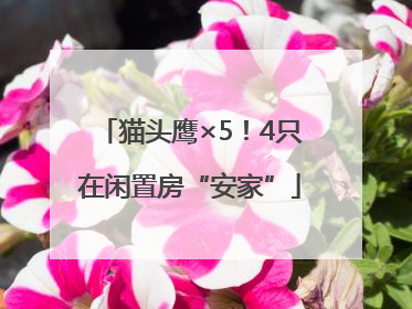 猫头鹰×5！4只在闲置房“安家”