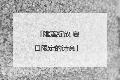 睡莲绽放 夏日限定的诗意