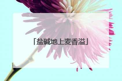 盐碱地上麦香溢