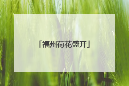 福州荷花盛开