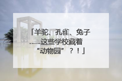 羊驼、孔雀、兔子……这些学校藏着 “动物园”？！
