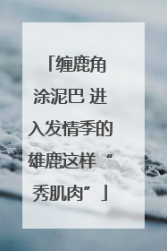 缠鹿角 涂泥巴 进入发情季的雄鹿这样“秀肌肉”