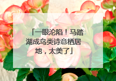 一眼沦陷！马踏湖成鸟类诗意栖居地，太美了