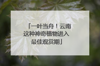 一叶当舟！云南这种神奇植物进入最佳观赏期
