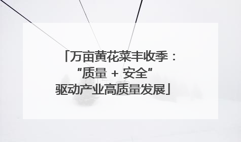 万亩黄花菜丰收季：“质量 + 安全” 驱动产业高质量发展