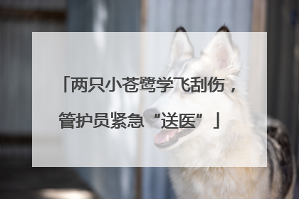 两只小苍鹭学飞刮伤，管护员紧急“送医”