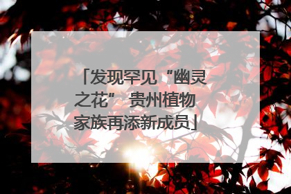 发现罕见“幽灵之花” 贵州植物家族再添新成员