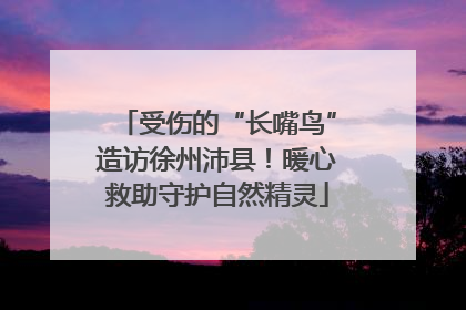受伤的“长嘴鸟”造访徐州沛县！暖心救助守护自然精灵