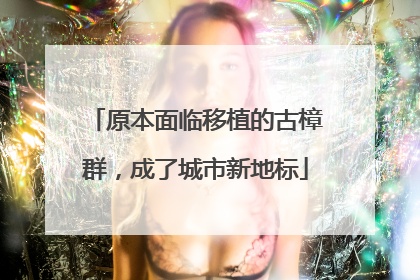 原本面临移植的古樟群，成了城市新地标