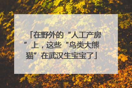 在野外的“人工产房”上，这些“鸟类大熊猫”在武汉生宝宝了