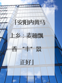 安阳内黄马上乡：麦穗飘香 “丰”景正好