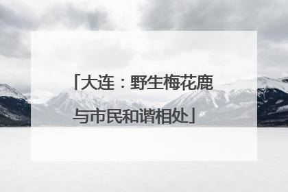 大连：野生梅花鹿与市民和谐相处