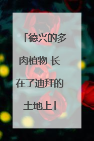 德兴的多肉植物 长在了迪拜的土地上
