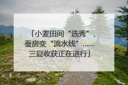 小麦田间“选秀”、蚕房变“流水线”……三夏收获正在进行
