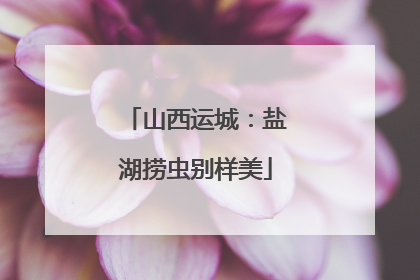 山西运城：盐湖捞虫别样美
