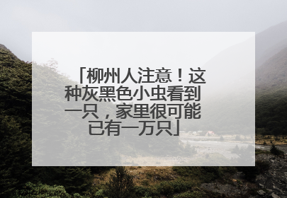 柳州人注意！这种灰黑色小虫看到一只，家里很可能已有一万只