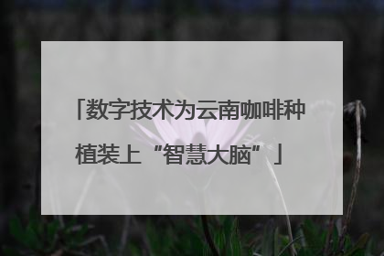 数字技术为云南咖啡种植装上“智慧大脑”