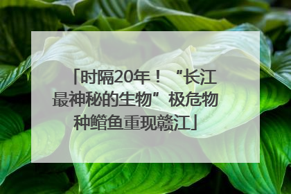时隔20年！“长江最神秘的生物”极危物种鳤鱼重现赣江