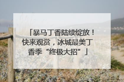 暴马丁香陆续绽放！快来观赏，冰城最美丁香季“终极大招”