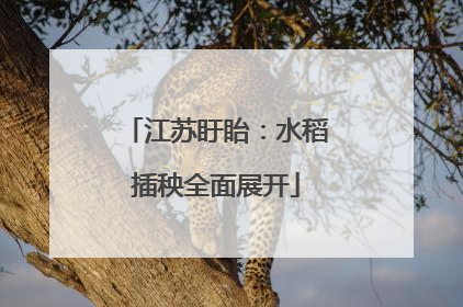 江苏盱眙：水稻插秧全面展开