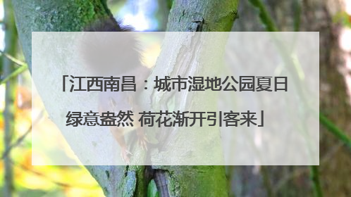 江西南昌：城市湿地公园夏日绿意盎然 荷花渐开引客来