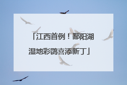 江西首例！鄱阳湖湿地彩鹮喜添新丁