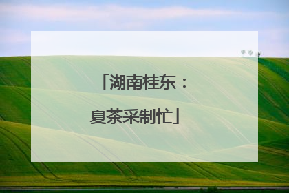 湖南桂东：夏茶采制忙