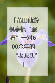 莆田仙游枫亭镇“藏着”一对600余年的“老龙头”