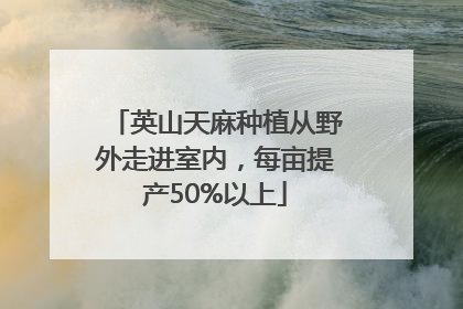 英山天麻种植从野外走进室内，每亩提产50%以上