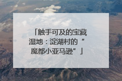 触手可及的宝藏湿地：淀湖村的“魔都小亚马逊”