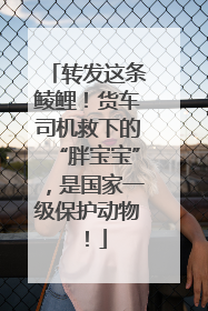 转发这条鲮鲤！货车司机救下的“胖宝宝”，是国家一级保护动物！