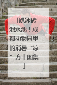 趴冰砖 泡水池！成都动物园里的消暑“凉”方丨图集