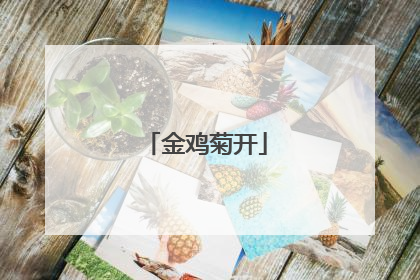 金鸡菊开
