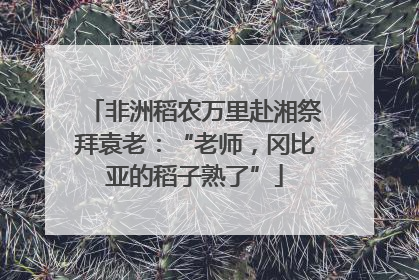 非洲稻农万里赴湘祭拜袁老：“老师，冈比亚的稻子熟了”