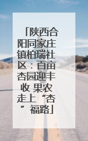 陕西合阳同家庄镇柏瑞社区：百亩杏园迎丰收 果农走上“杏”福路