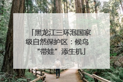黑龙江三环泡国家级自然保护区：候鸟“带娃”添生机