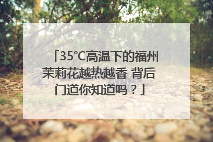 35℃高温下的福州茉莉花越热越香 背后门道你知道吗？