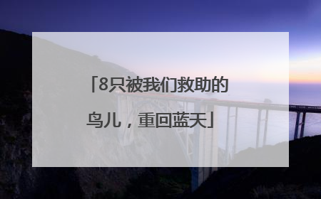 8只被我们救助的鸟儿，重回蓝天